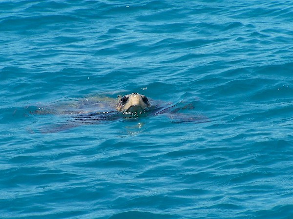 Caretta-Caretta