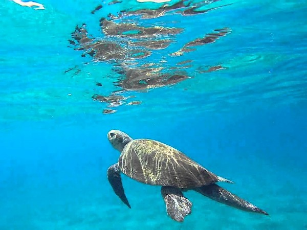 Caretta-Caretta