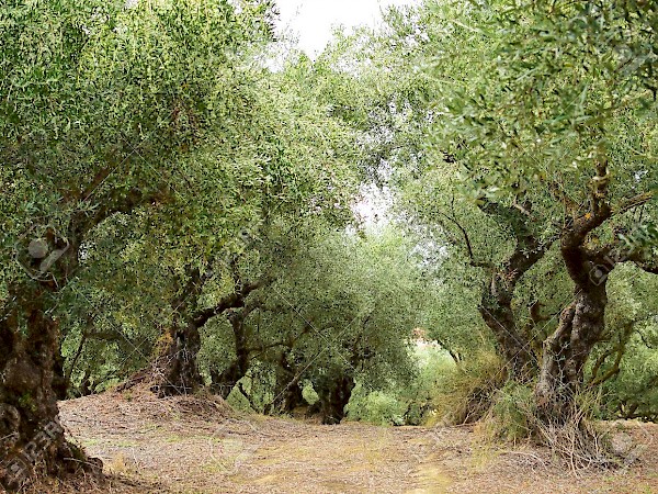 Olive Factories