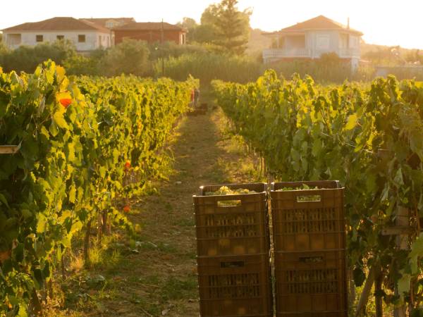 Olive Factory, Winery & Bochali